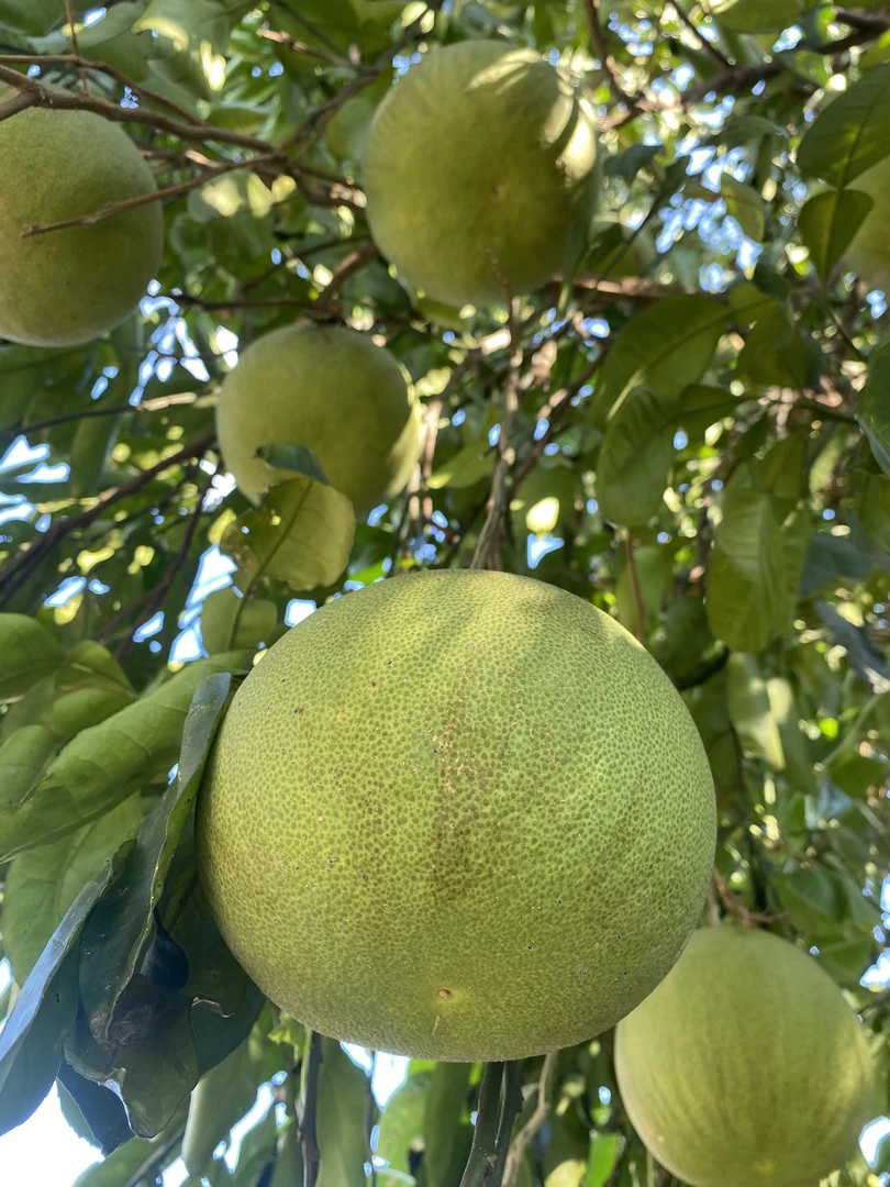 江西鹰潭土柚子主吃柚子皮江西小炒剁椒柚子皮果肉微酸可吃可煮茶