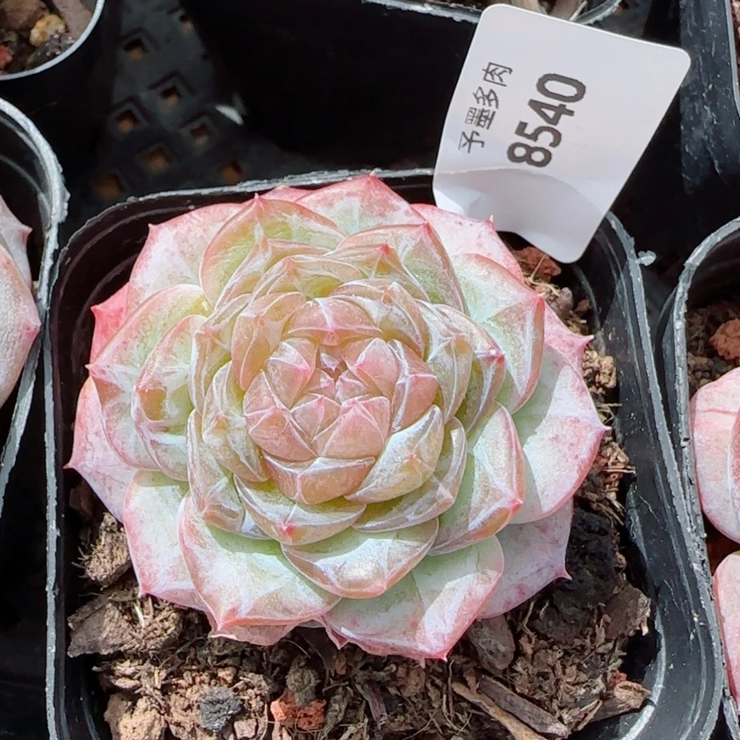 薰衣草，8540多肉植物