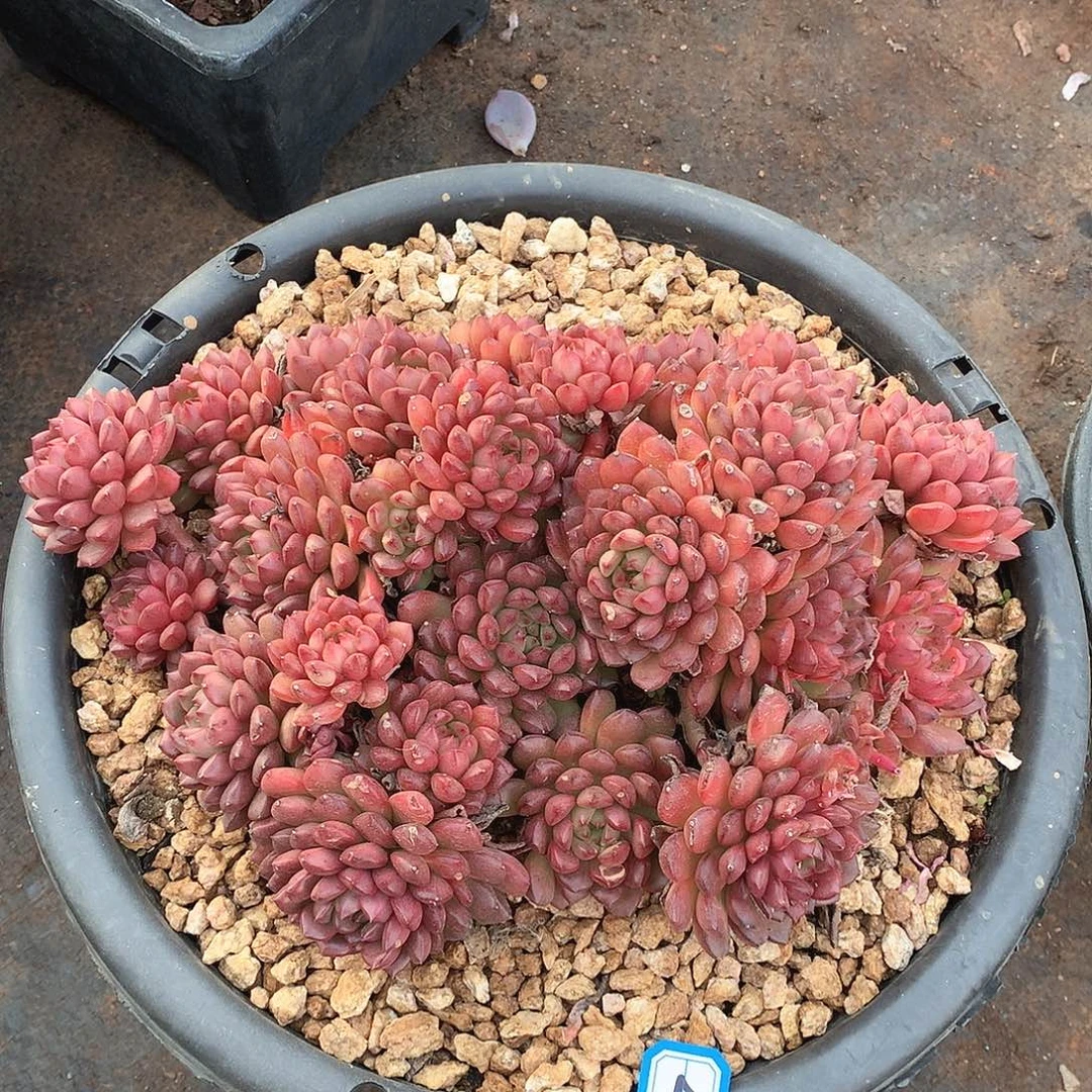 44红宝石一物一拍多肉