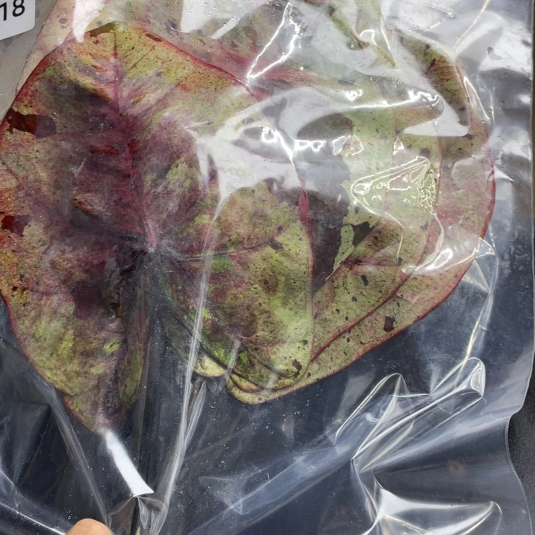 完全开放达摩袋装发货