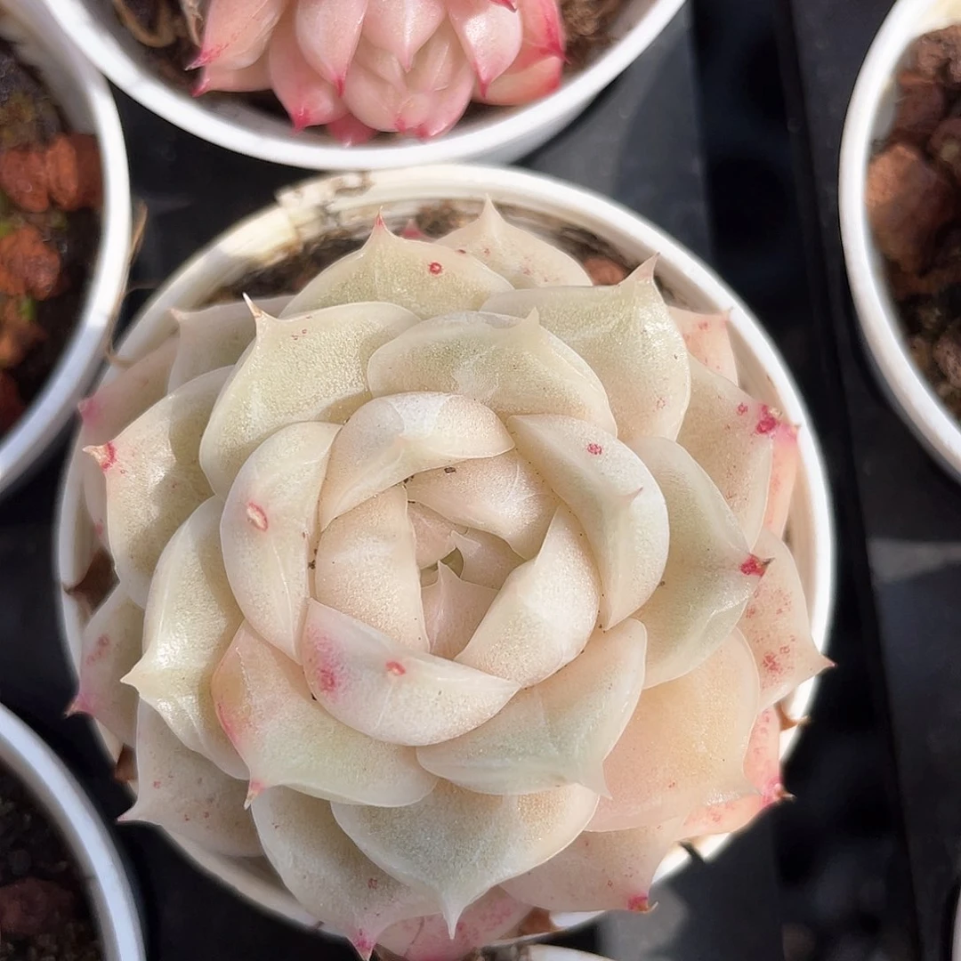 优选麦秆福利9114