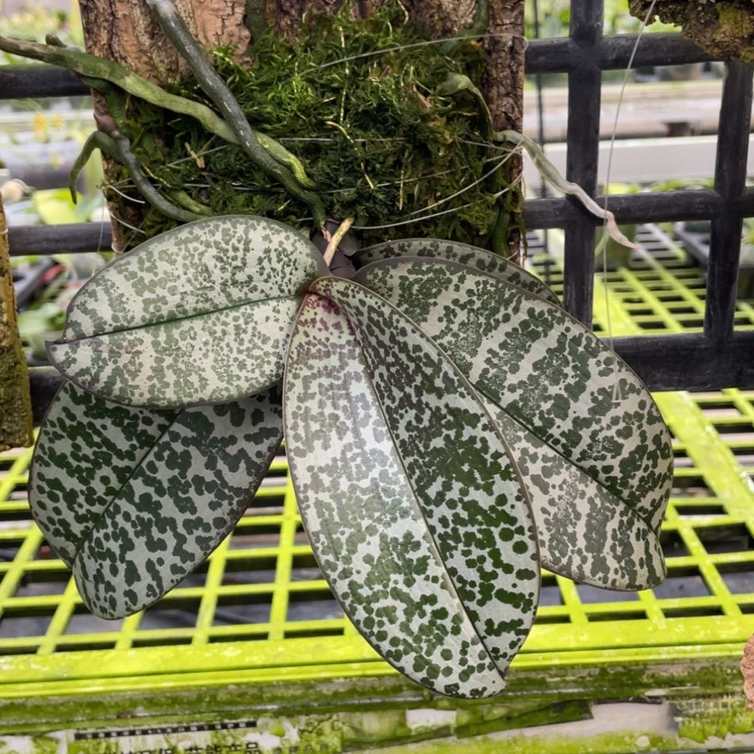 当前无花栽培后可以开花