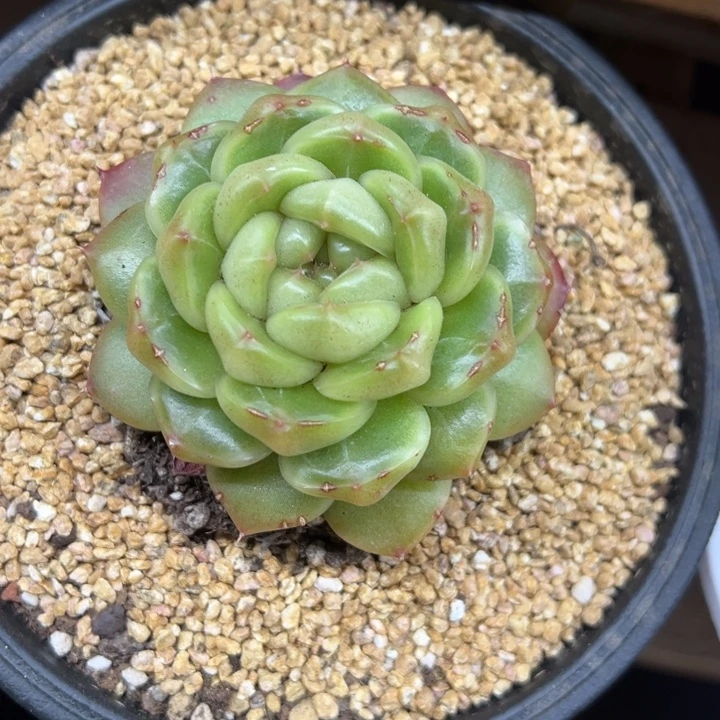 人***瓜皮埃拉 单头 夏鸣园艺