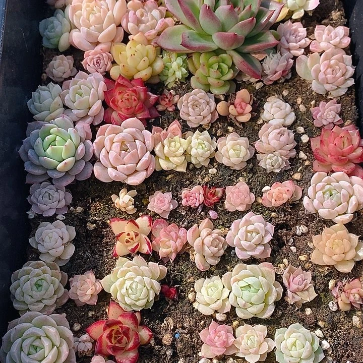 224 多肉植物组合盆栽植物