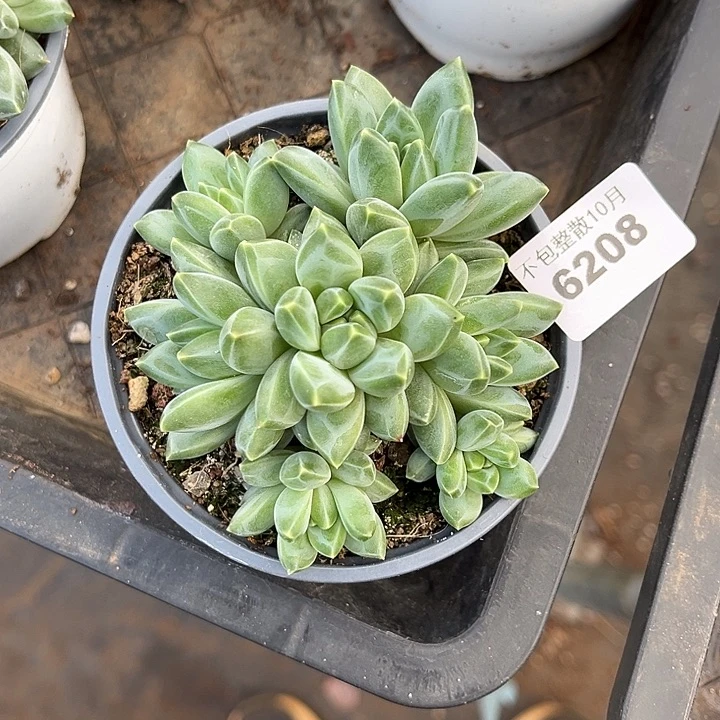 阿雅园艺。        6208幻影美人