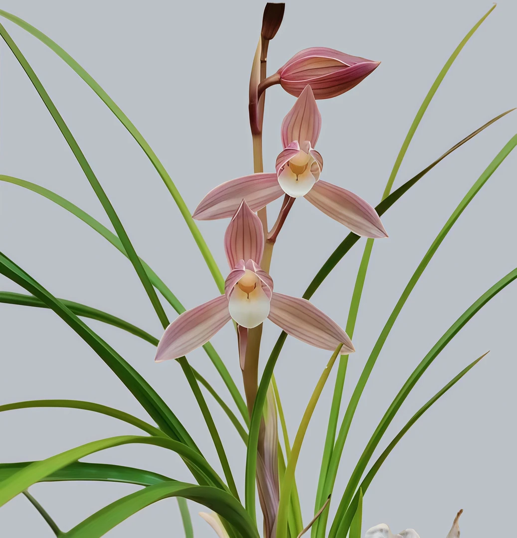 莲瓣兰铭品-人面桃花 绿植花卉  盆栽 送植料+盆+花肥 兰场直发