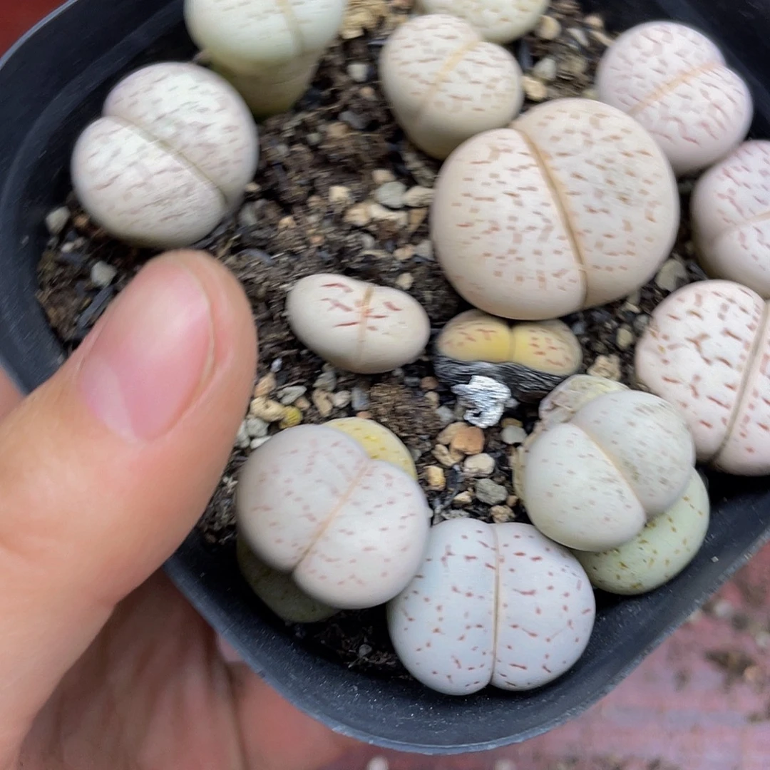 罄***宜529000000花花花花图啊