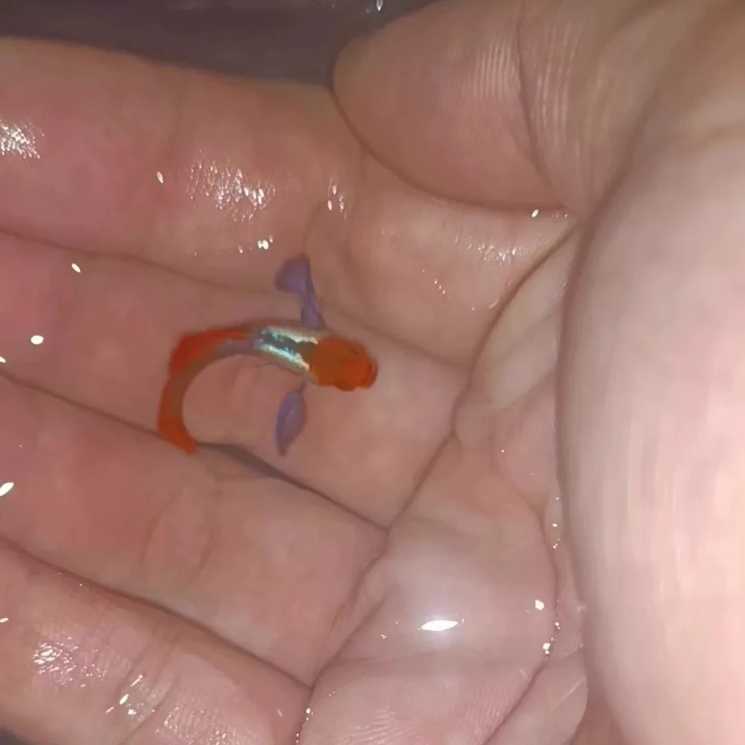 精品越系红头白金象耳孔雀鱼种鱼小型鱼热带鱼观赏鱼水族新手