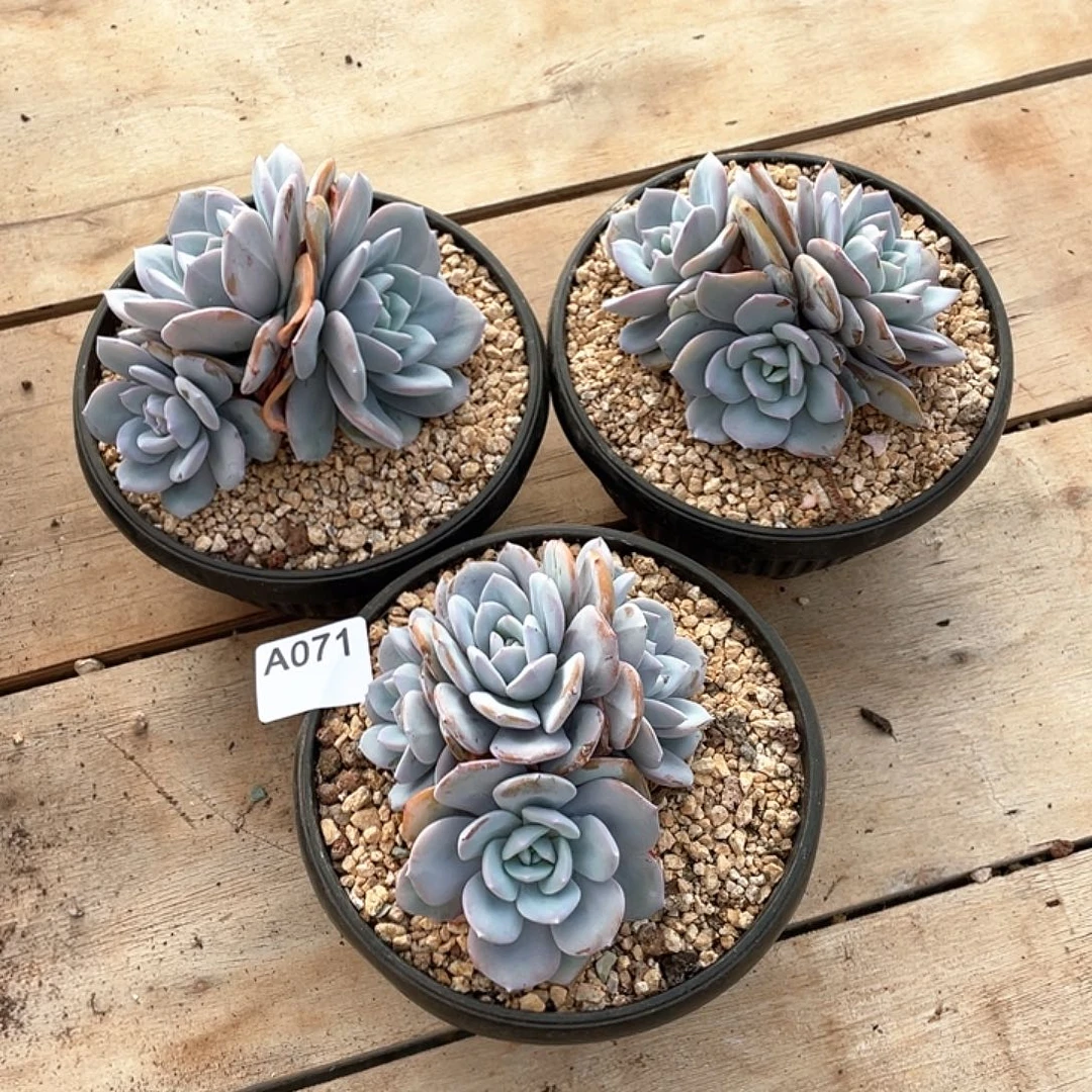 唯***一071多肉植物多肉植物