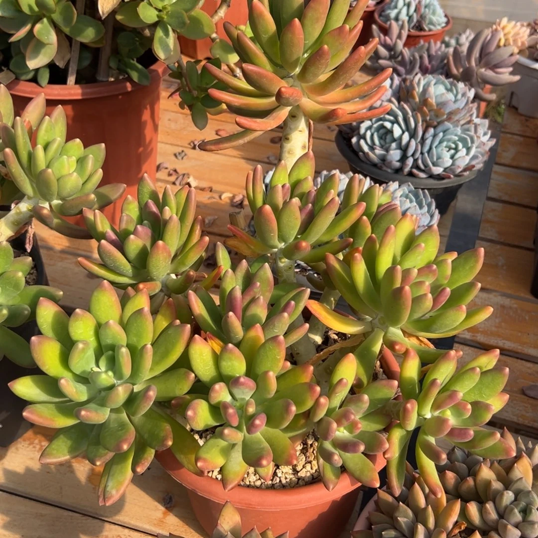 多肉大群金蝉【非偏远满18包邮】