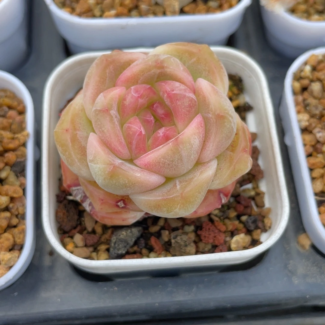 优选珍妮多肉福利2847