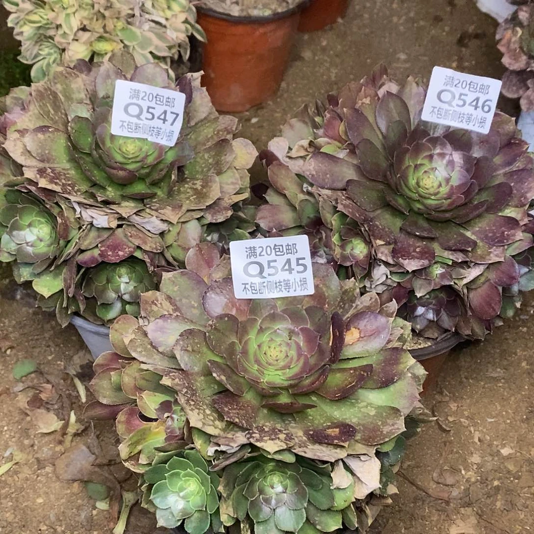 545-547万圣节沙拉碗多肉量拍