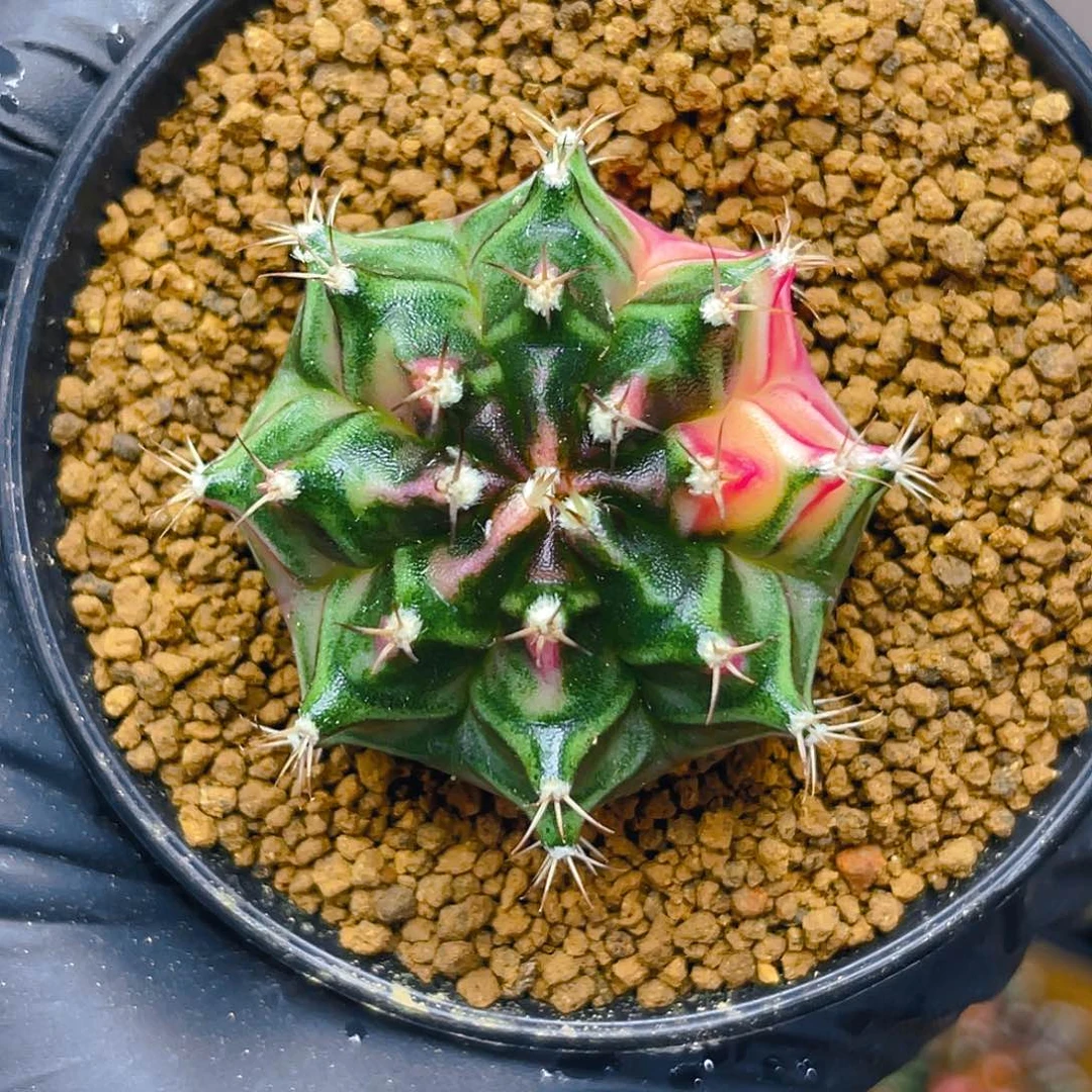 米哈008 实生 小精品4.1功夫