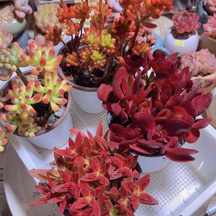 框拍一物一拍编号297