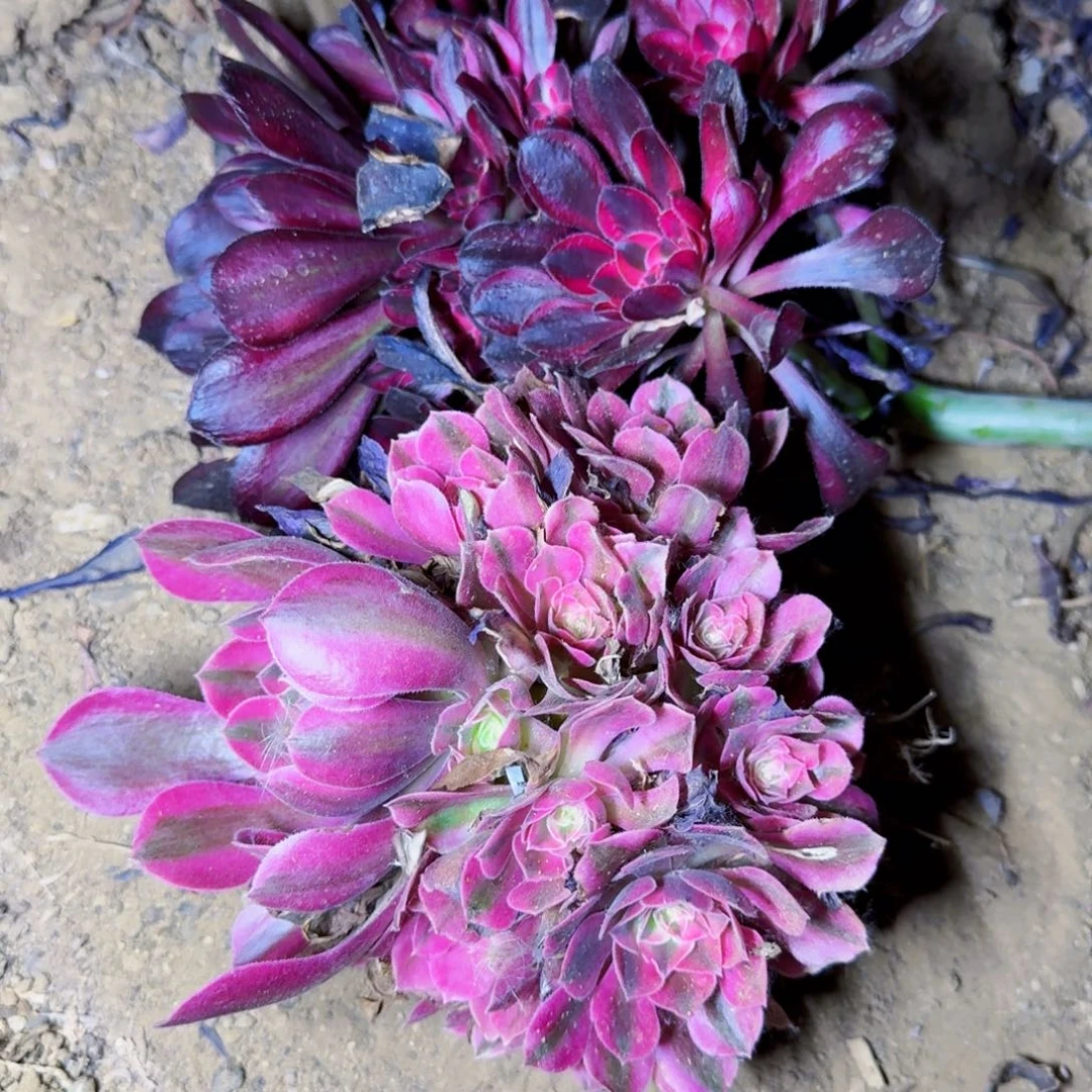 香奈儿加女巫满20包邮