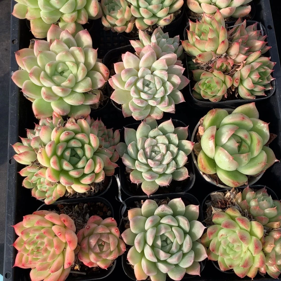 1111-64 套餐一组