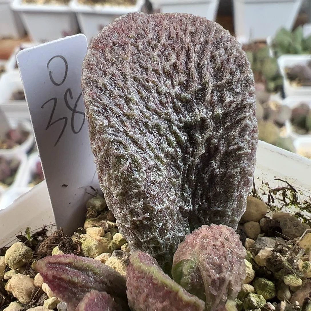 茶 实生新品多肉水泡植物
