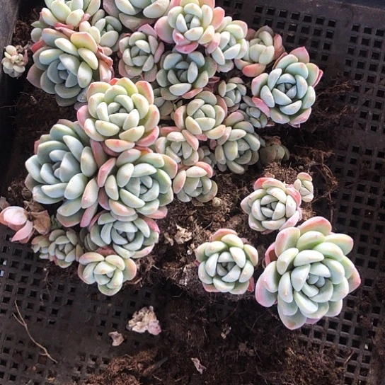 元**子切糕，冰玉，多肉植物