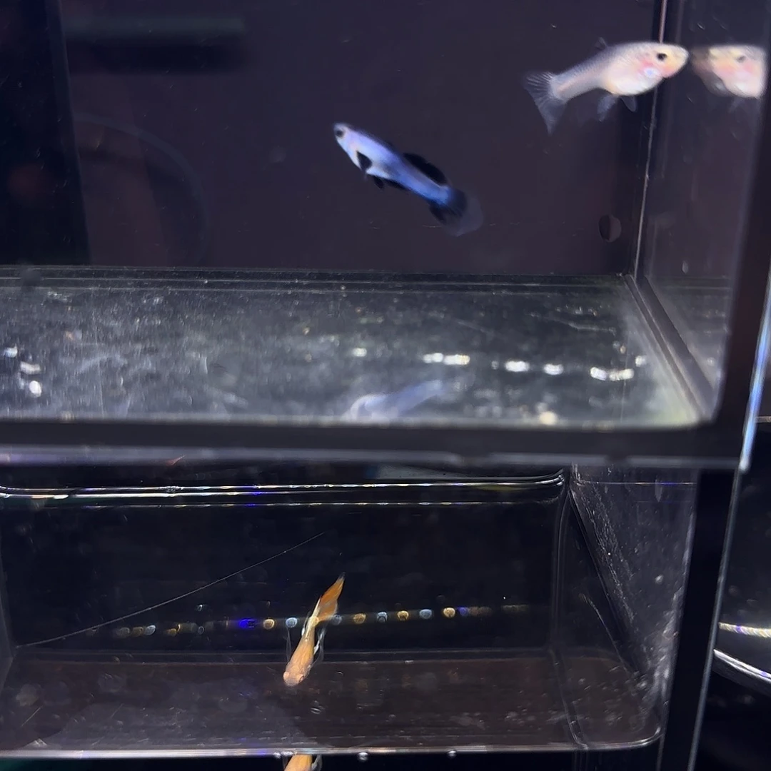 孔雀鱼大耳熊猫一对