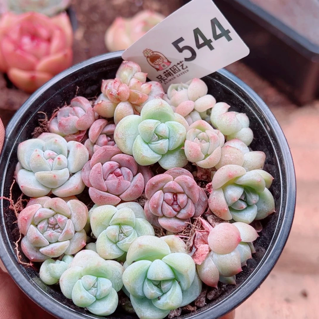 多肉植物多肉植物