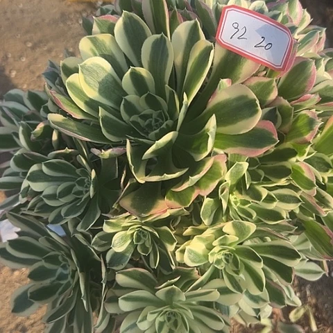 多肉植物雨花石92