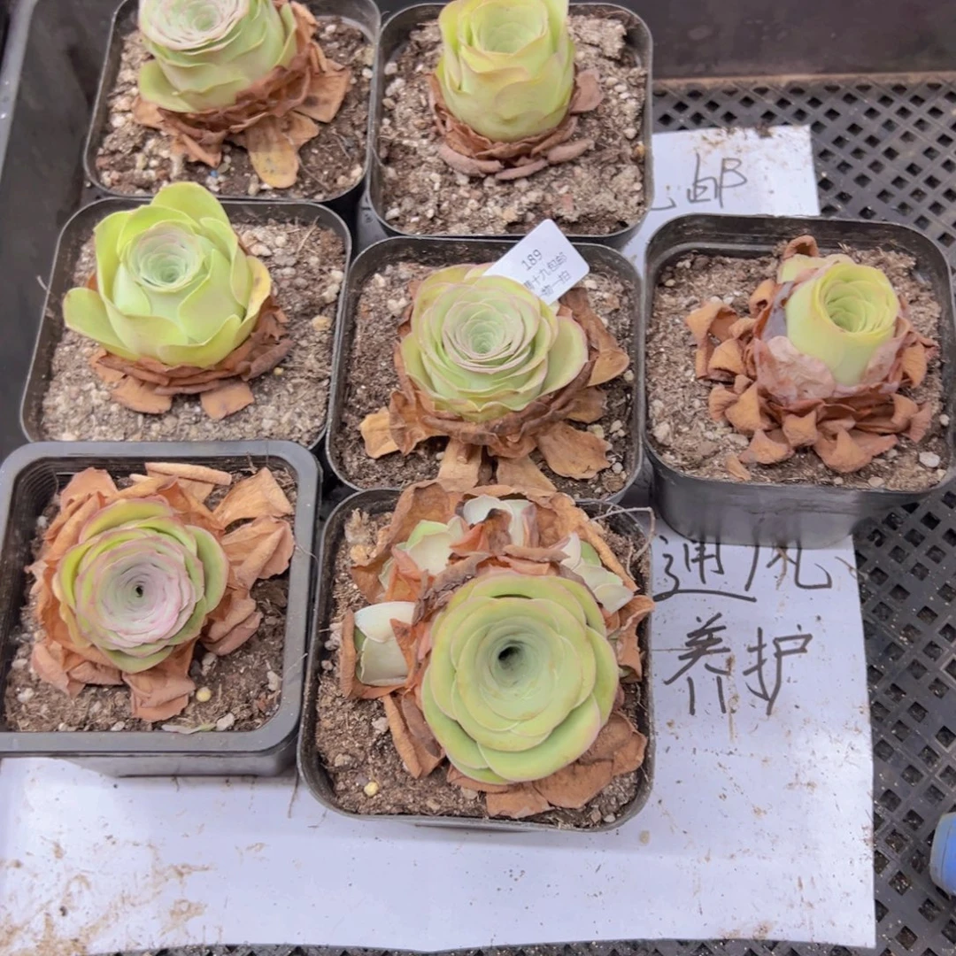 189 侧牙掉了不包损无售后
