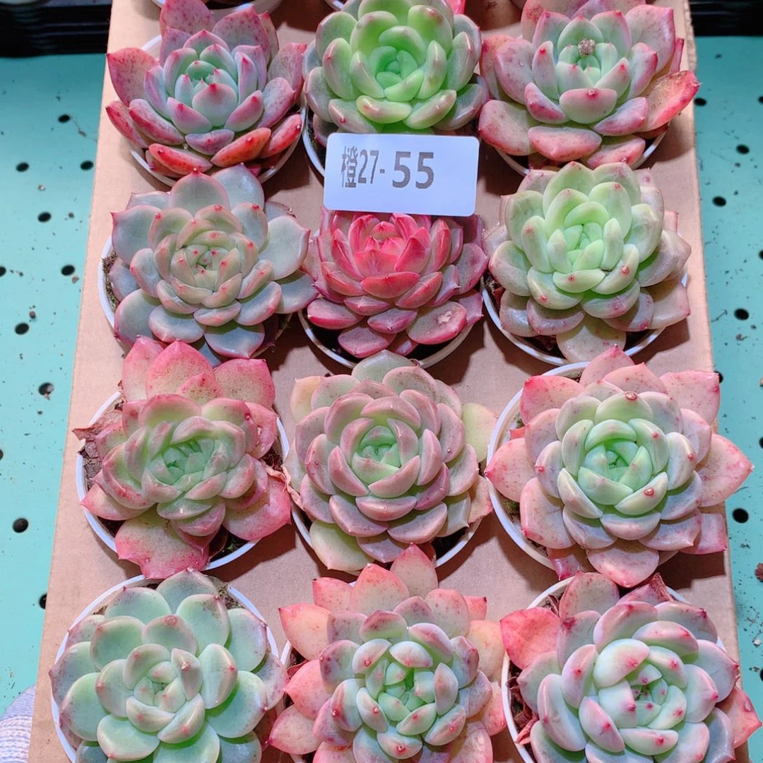 27-55一物一拍多肉带盆18颗