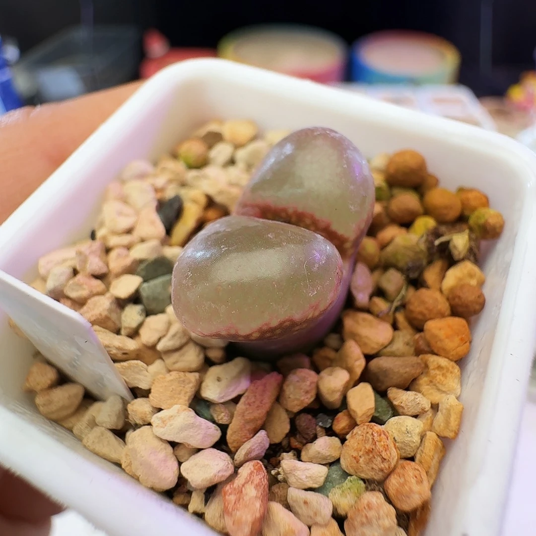 多肉植物福利风铃253