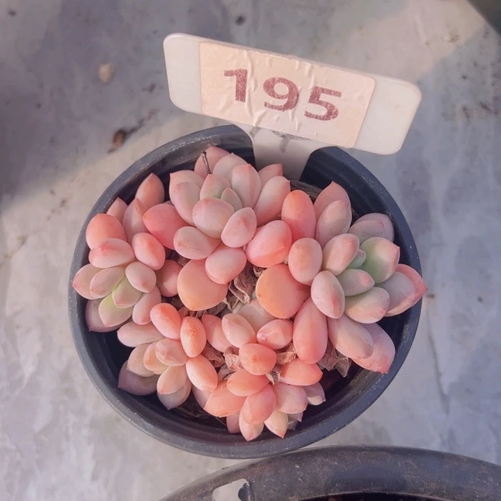 健健康康平平安安