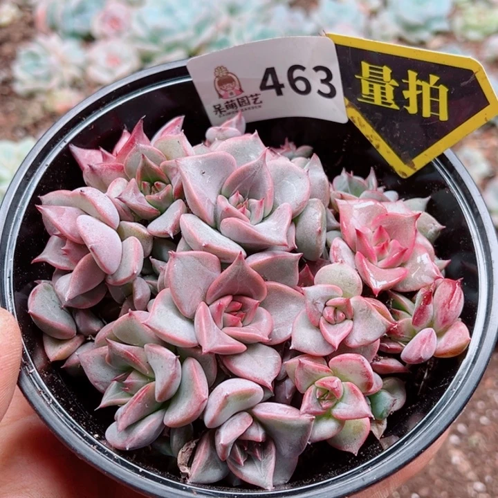 多肉植物多肉植物