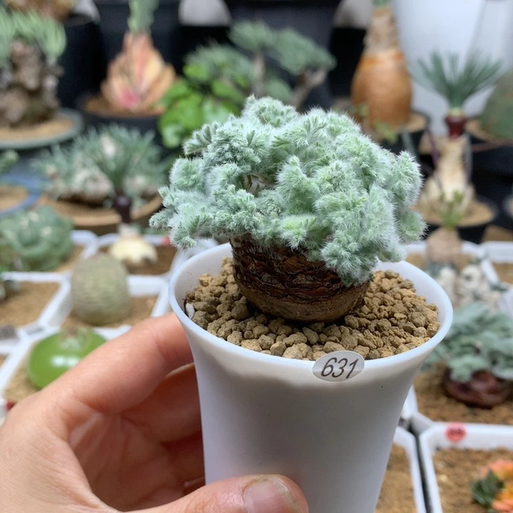 羽叶杨葵母本带盆631