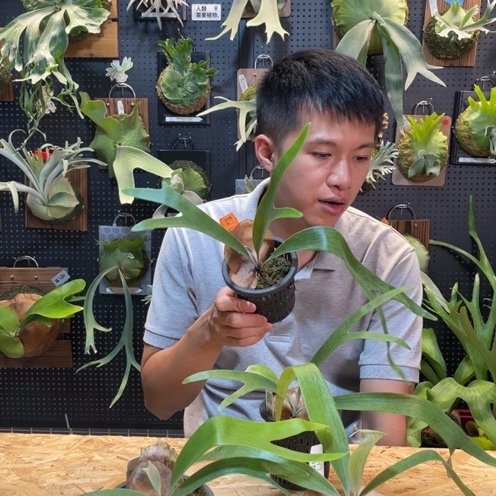 完全开放福利立叶绿随机发