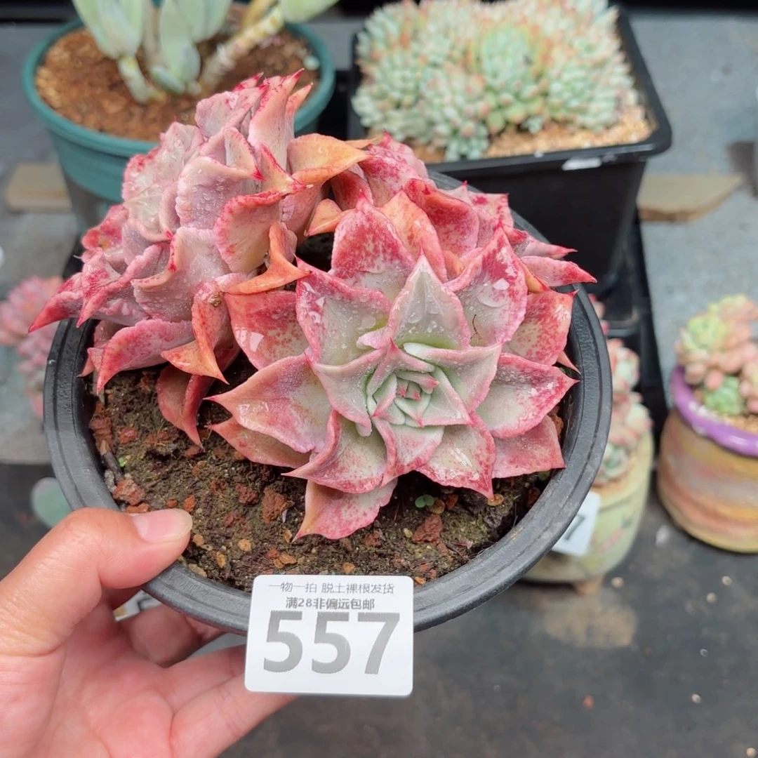 红饺子皮无盆土发货