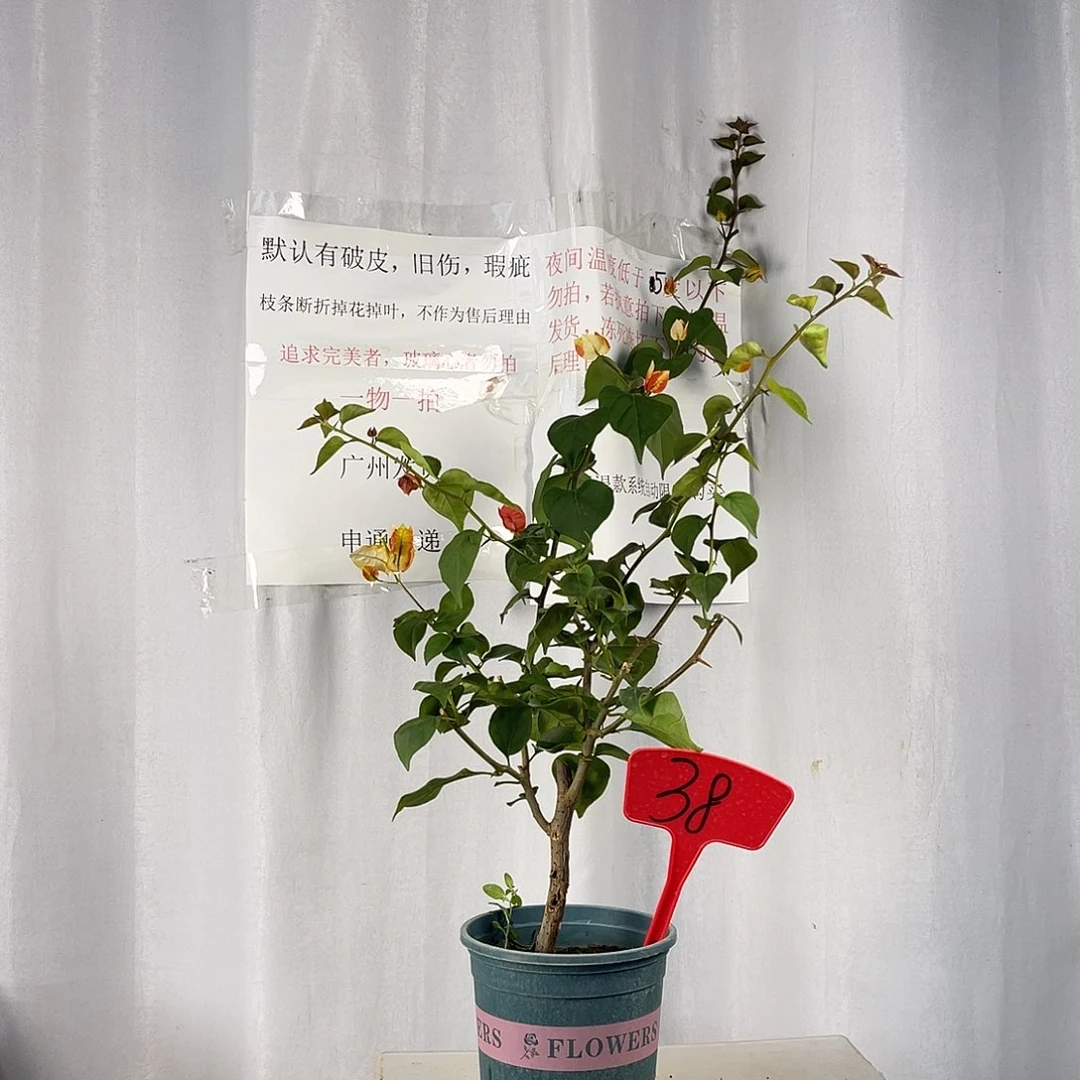 当前无花栽培后可以开花38哪吒盆苗