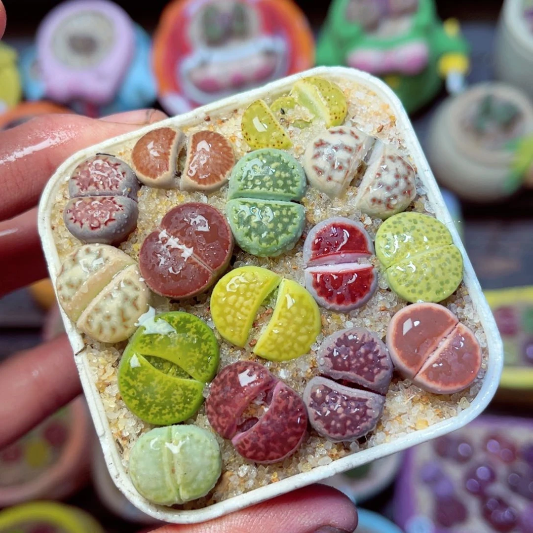 396生石花带盆发