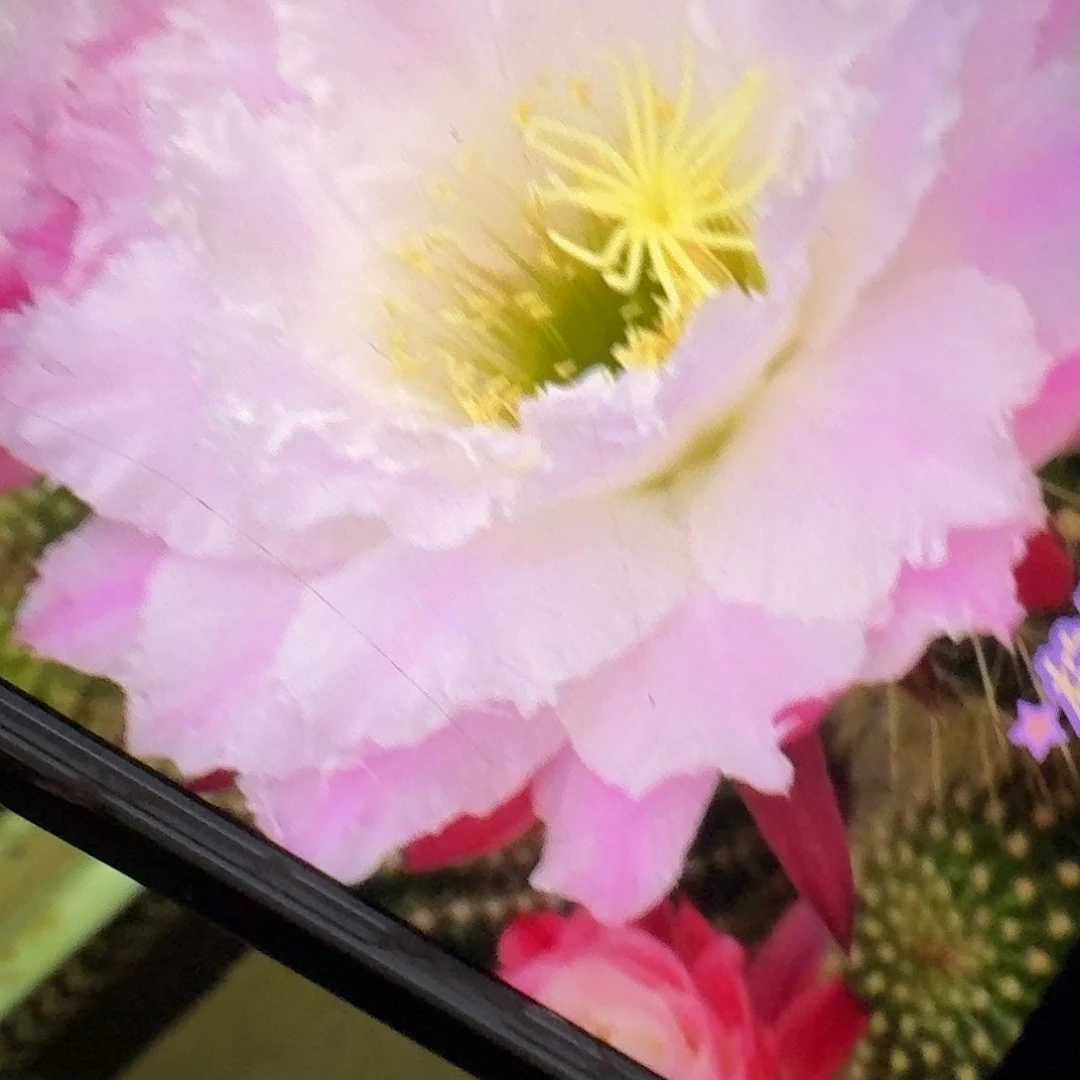 柠檬心侧芽5公分毛花柱