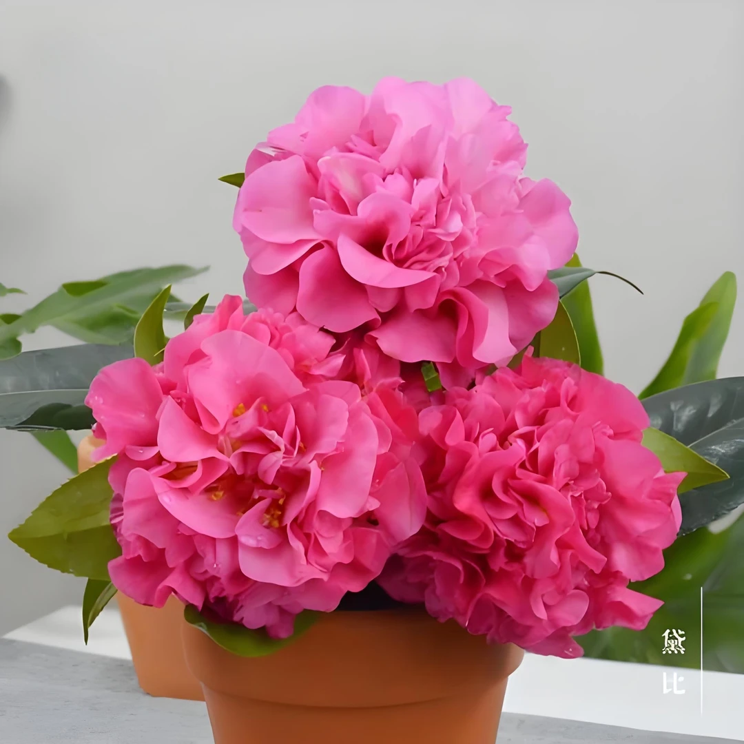 黛比紫粉色稀有品种茶花可地栽庭院阳台四季常青不落叶