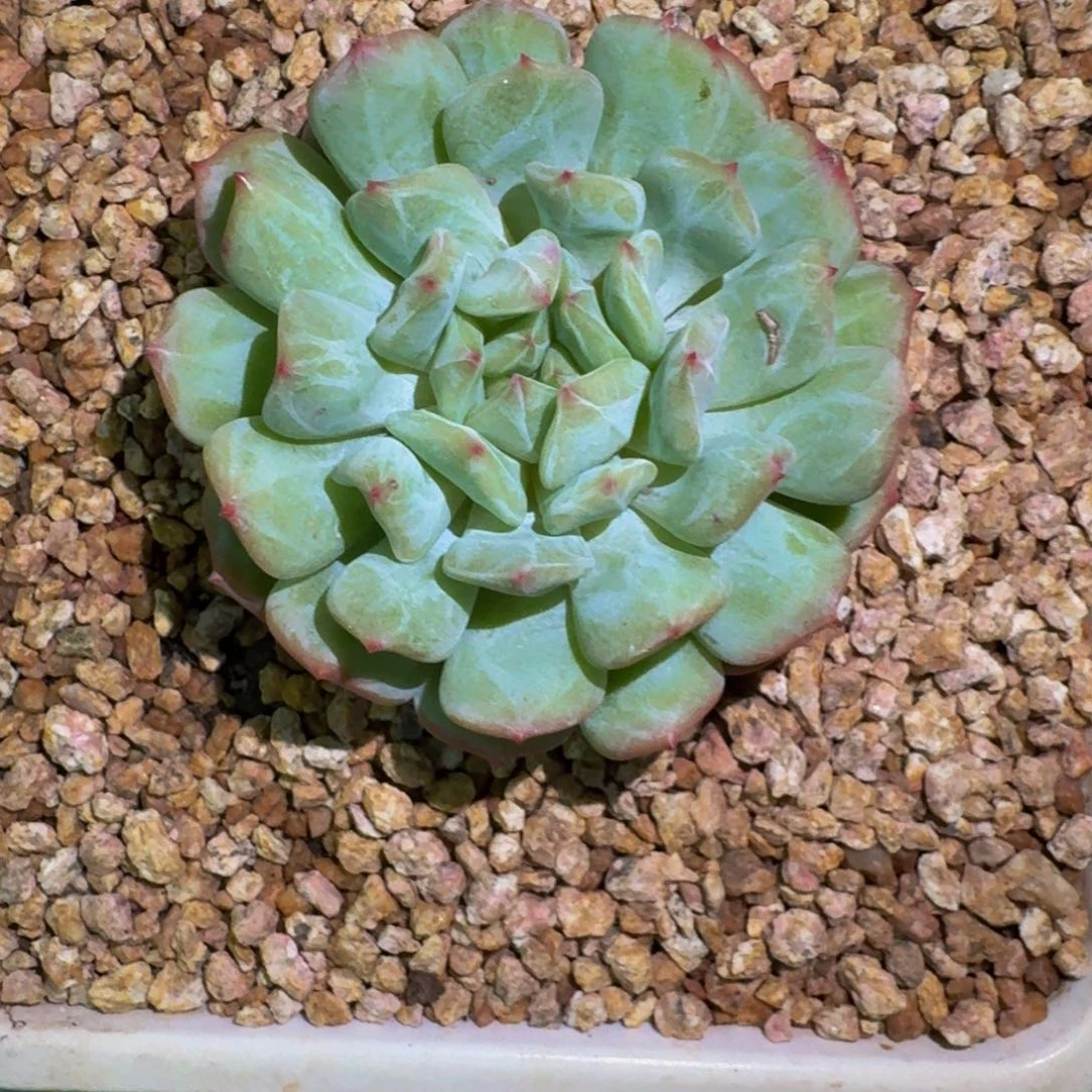 柠檬薄荷 一物一拍