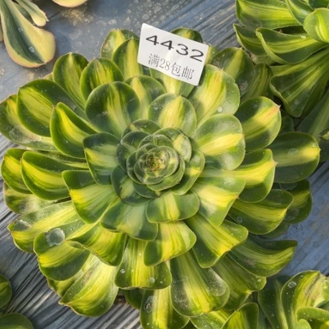 暴君多肉多肉4432