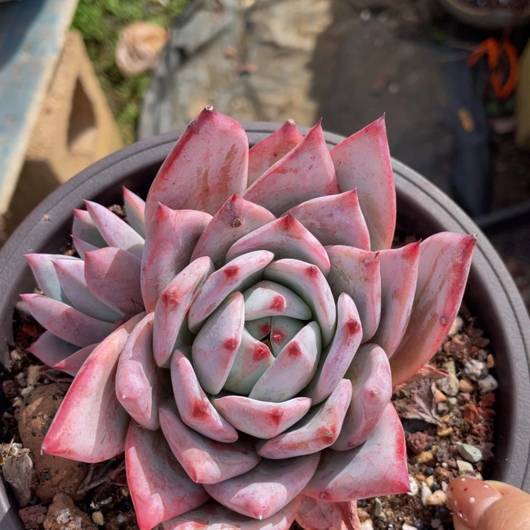 多肉植物盆栽多肉