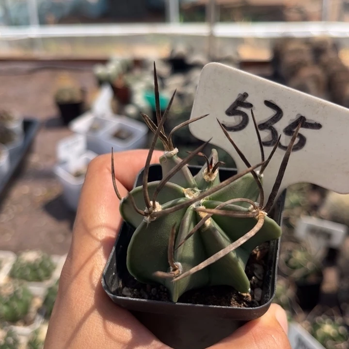 博***客535实生水牛角好养皮实