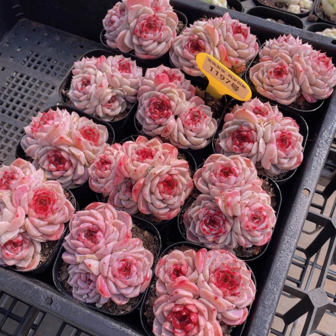 1197号 红丝绒糖心天鹅绒群生一个