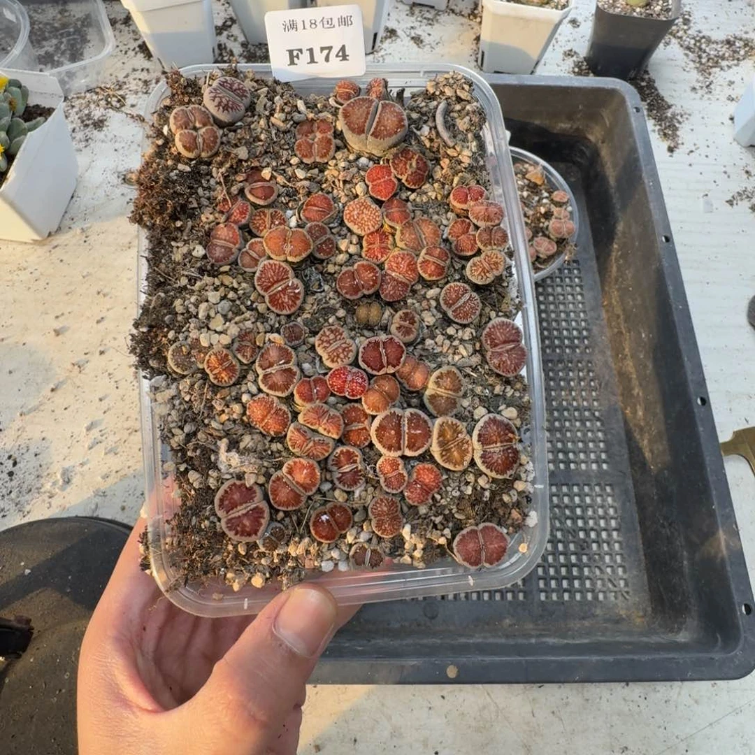 轻****～F174 菊一盒。 多肉植物