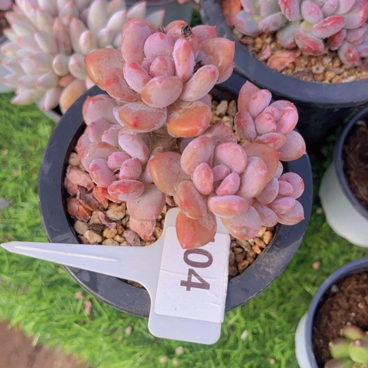 健健康康平平安安