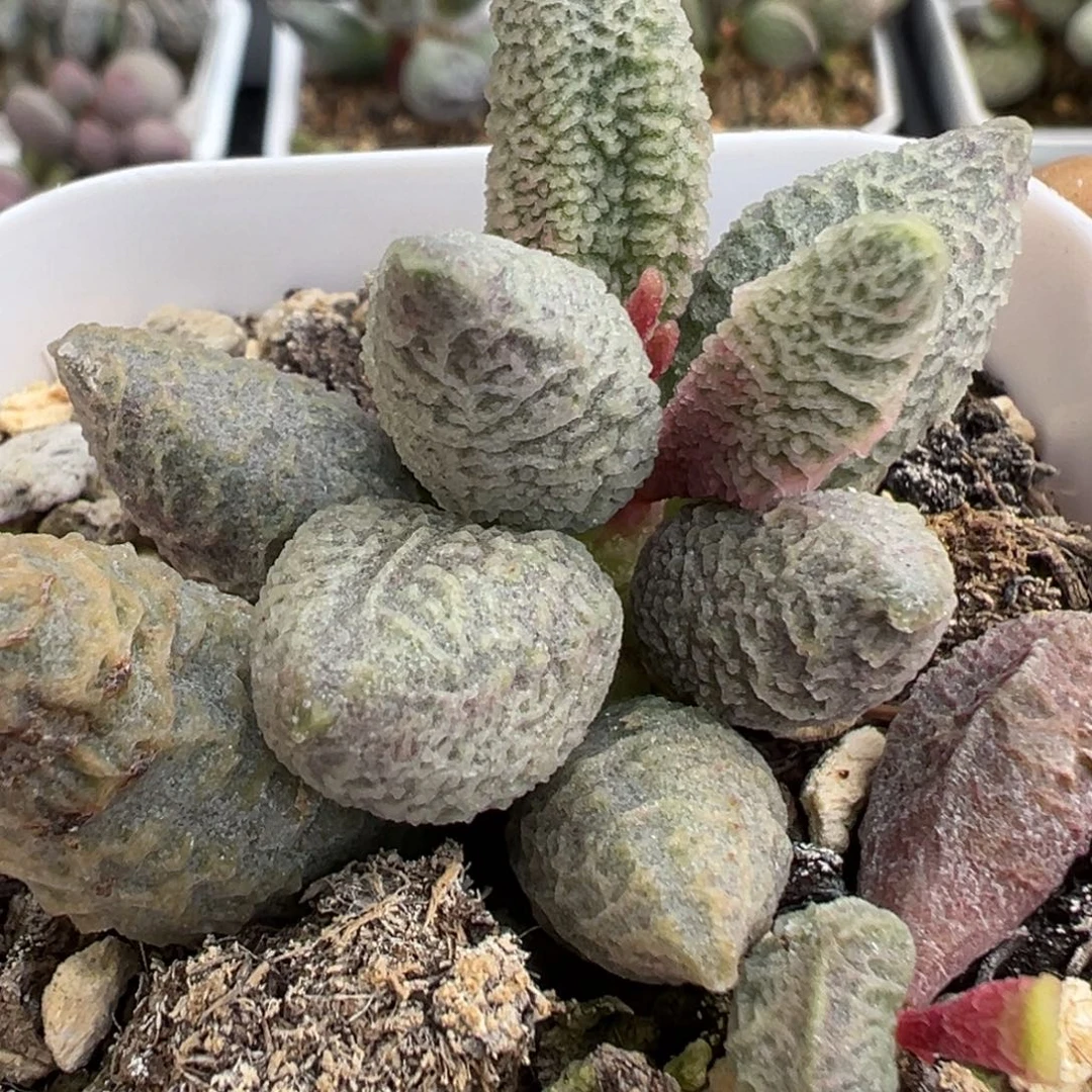 融化纹冰淇淋水泡多肉植物水泡