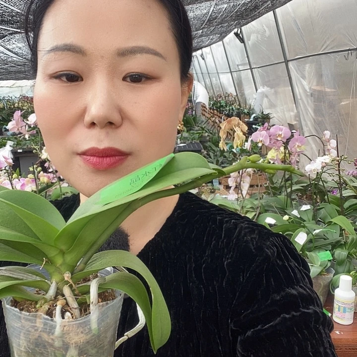 无花朵红水晶蝴蝶兰