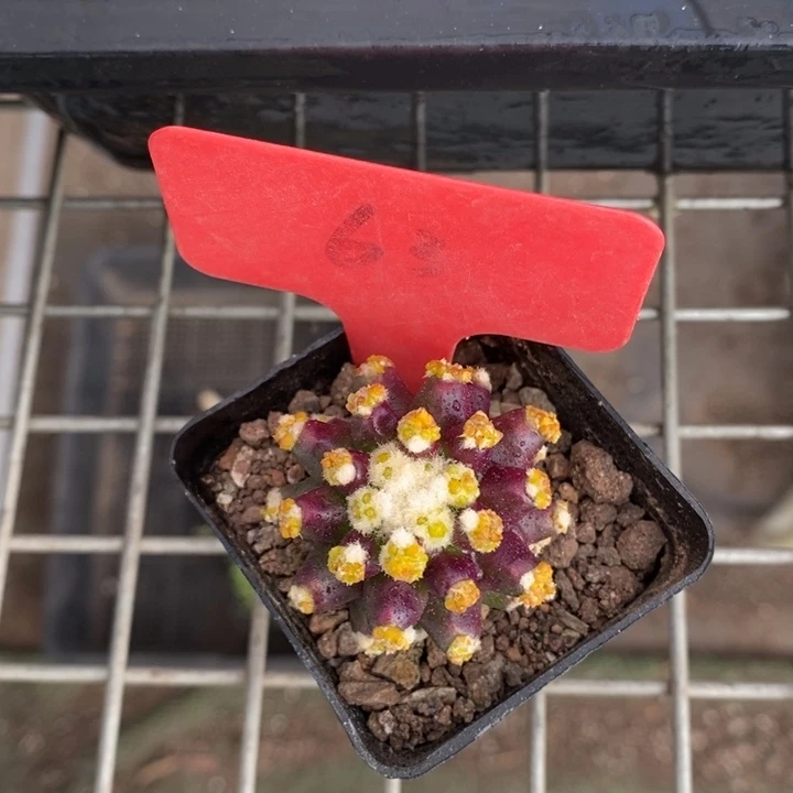 伯克利和格蕾纳等著名音乐家