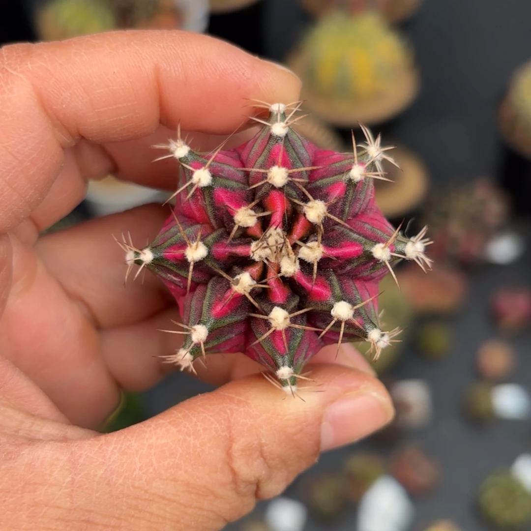 泰系米哈pink love仙人球101