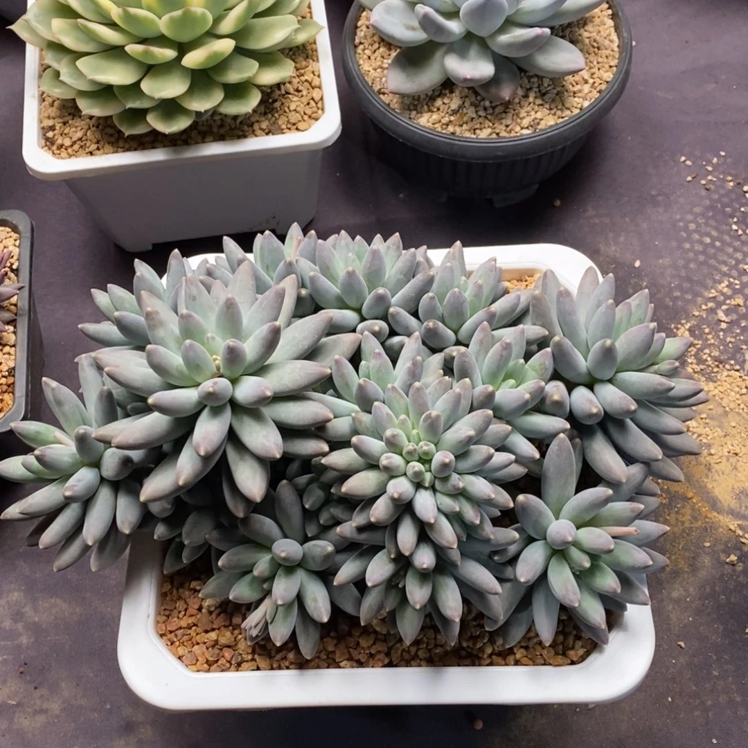 松果美人缀化多肉