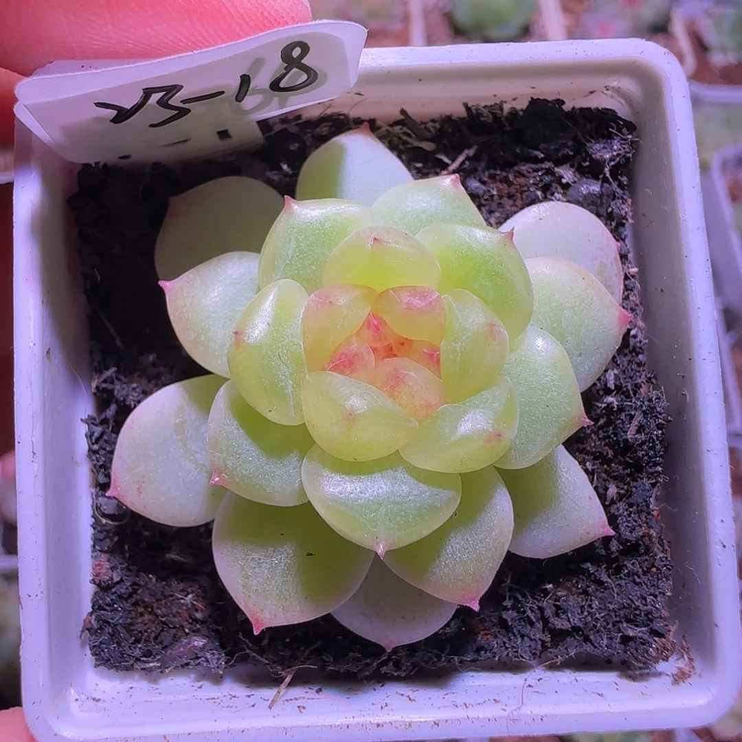 23-18福利甜心p89单头